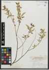 Foto von Salix amygdaloides Andersson